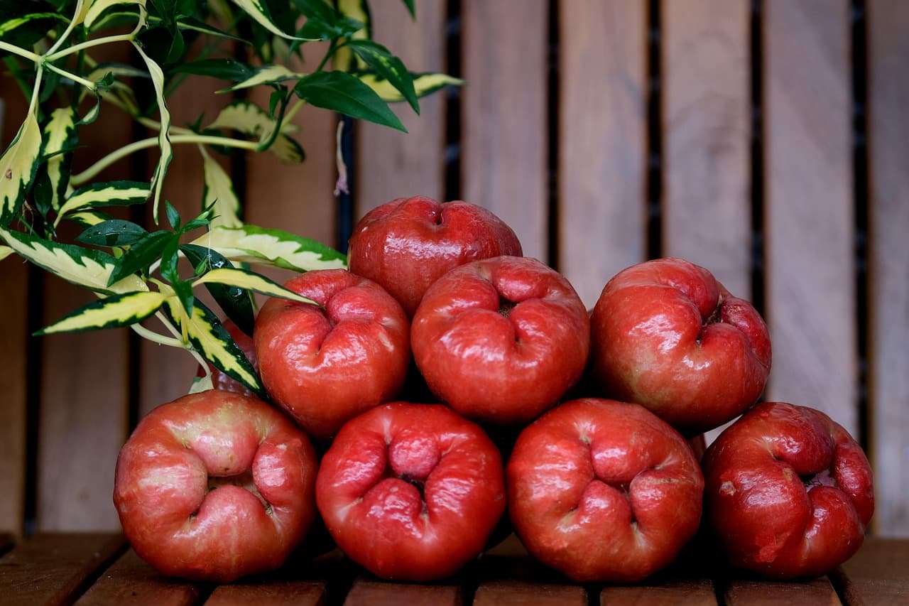 黑珍珠蓮霧 縮圖 3